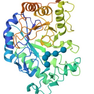 AMYLASE